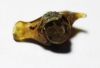 Picture of ANCIENT ROMAN GLASS BIRD AMULET. 200 - 300 A.D