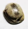 Picture of ANCIENT EGYPT. STONE SCARAB. NEW KINGDOM. 1400 B.C