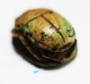 Picture of ANCIENT EGYPT, NEW KINGDOM. STONE SCARAB 1400 - 1200 B.C