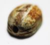 Picture of Ancient Egypt. New Kingdom. 1400 - 1200 B.C Stone Scarab