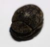 Picture of Ancient Egypt. New Kingdom. 1400 - 1200 B.C Stone Scarab