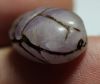 Picture of ANCIENT EGYPT. NEW KINGDOM AMETHYST SCARAB. 1400 B.C