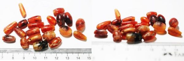 Picture of ANCIENT EGYPT. 2ND INTERMEDIATE PERIOD . 1650 - 1550 B.C CARNELIAN BEADS (21pcs)