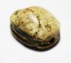 Picture of ANCIENT EGYPT. STONE SCARAB. NEW KINGDOM. 1400 B.C