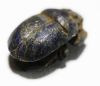 Picture of ANCIENT EGYPT. NEW KINGDOM. LAPIS LAZULI BUTTON SCARAB. 1300 B.C