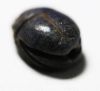 Picture of ANCIENT EGYPT. NEW KINGDOM. LAPIS LAZULI SCARAB. 1300 B.C