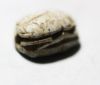 Picture of ANCIENT EGYPT. 2ND INTERMEDIATE PERIOD STONE SCARAB. 1650 -1550 B.C