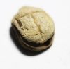 Picture of ANCIENT EGYPT. NEW KINGDOM STONE SCARAB. 1400 B.C