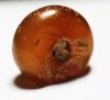 Picture of ANCIENT SASANIAN AGATE STONE SEAL. 400 - 500 A.D