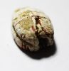 Picture of ANCIENT EGYPT. 2ND INTERMEDIATE PERIOD. STONE SCARAB. 1782-1550 B.C