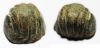 Picture of ANCIENT PHOENICIAN BRONZE SHELL WEIGHT. 2 SHEKELS. 400 - 300 B.C