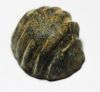 Picture of ANCIENT PHOENICIAN BRONZE SHELL WEIGHT. 2 SHEKELS. 400 - 300 B.C