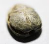 Picture of ANCIENT EGYPT. NEW KINGDOM STONE SCARAB. 1300 B.C