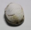 Picture of ANCIENT EGYPT - 2ND INTERMEDIATE PERIOD STEATITE SCARAB. 2000 B.C.