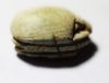 Picture of ANCIENT EGYPT. 2ND INTERMEDIATE PERIOD. STONE SCARAB. 1782-1550 B.C