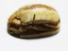 Picture of Ancient Egypt. New Kingdom. 1400 - 1200 B.C Stone Scarab