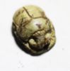 Picture of ANCIENT EGYPT. NEW KINGDOM STONE SCARAB. 1400 B.C