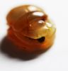 Picture of ANCIENT EGYPT. NEW KINGDOM CARNELIAN SCARAB. 1400 B.C