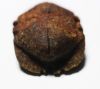 Picture of ANCIENT EGYPT. STONE BUTTON SCARAB. 600 - 300 B.C