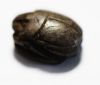 Picture of ANCIENT EGYPT. NEW KINGDOM STONE SCARAB 1400 - 1200 B.C