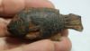Picture of ANCIENT EGYPT. NEW KINGDOM PAINTED CLAY TILAPIA FISH. 1390-1336 B.C