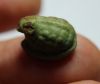 Picture of ANCIENT EGYPT, NEW KINGDOM FAIENCE FROG SHAPED SCARABOID. 14TH CENTURY BC .