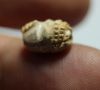 Picture of ANCIENT EGYPT. Nubian or Upper Egyptian head / Bead.   Pre-dynastic 3500-3000 BC