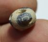 Picture of ANCIENT EGYPT. ROMAN GLASS EYE BEAD. 100 - 200 A.D