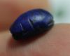 Picture of ANCIENT EGYPT. RARE NEW KINGDOM GLASS SCARAB 13TH CENTURY B.C.  RAMESSIDE ERA