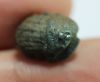 Picture of ANCIENT EGYPT. RARE NEW KINGDOM FAIENCE BUTTON SCARAB 13TH CENTURY B.C.