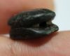 Picture of ANCIENT EGYPT. RARE NEW KINGDOM  STONE SCARAB 13TH CENTURY B.C.  