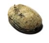 Picture of ANCIENT EGYPT. LARGE NEW KINGDOM STONE SCARAB. 1400 - 1200 B.C