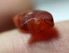 Picture of   ANCIENT EGYPT. CARNELIAN EYE OF HORUS AMULET. 1250 B.C  NEW KINGDOM