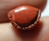 Picture of ANCIENT EGYPT. RED JASPER SEA SHELL AMULET. 1250 B.C