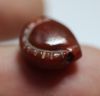 Picture of ANCIENT EGYPT. CARNELIAN SEA SHELL AMULET. 1250 B.C
