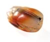 Picture of ANCIENT EGYPT. CARNELIAN STONE SCARAB. 1250 B.C