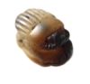 Picture of ANCIENT EGYPT.  STONE SCARAB. 1250 B.C  RAMISSES II ERA