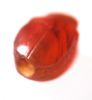 Picture of ANCIENT EGYPT. CARNELIAN SCARAB. SMALL CUTE PIECE. 1300 B.C