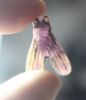 Picture of ANCIENT EGYPT. NEW KINGDOM AMETHYST FLY AMULET . 1250 B.C