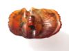 Picture of ANCIENT EGYPT. LARGE CARNELIAN BUTTON SCARAB. 1250 B.C. NEW KINGDOM