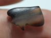 Picture of ANCIENT EGYPT.  AGATE EYE OF HORUS AMULET. 1250 B.C