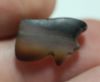 Picture of ANCIENT EGYPT.  AGATE EYE OF HORUS AMULET. 1250 B.C