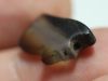 Picture of ANCIENT EGYPT.  AGATE EYE OF HORUS AMULET. 1250 B.C